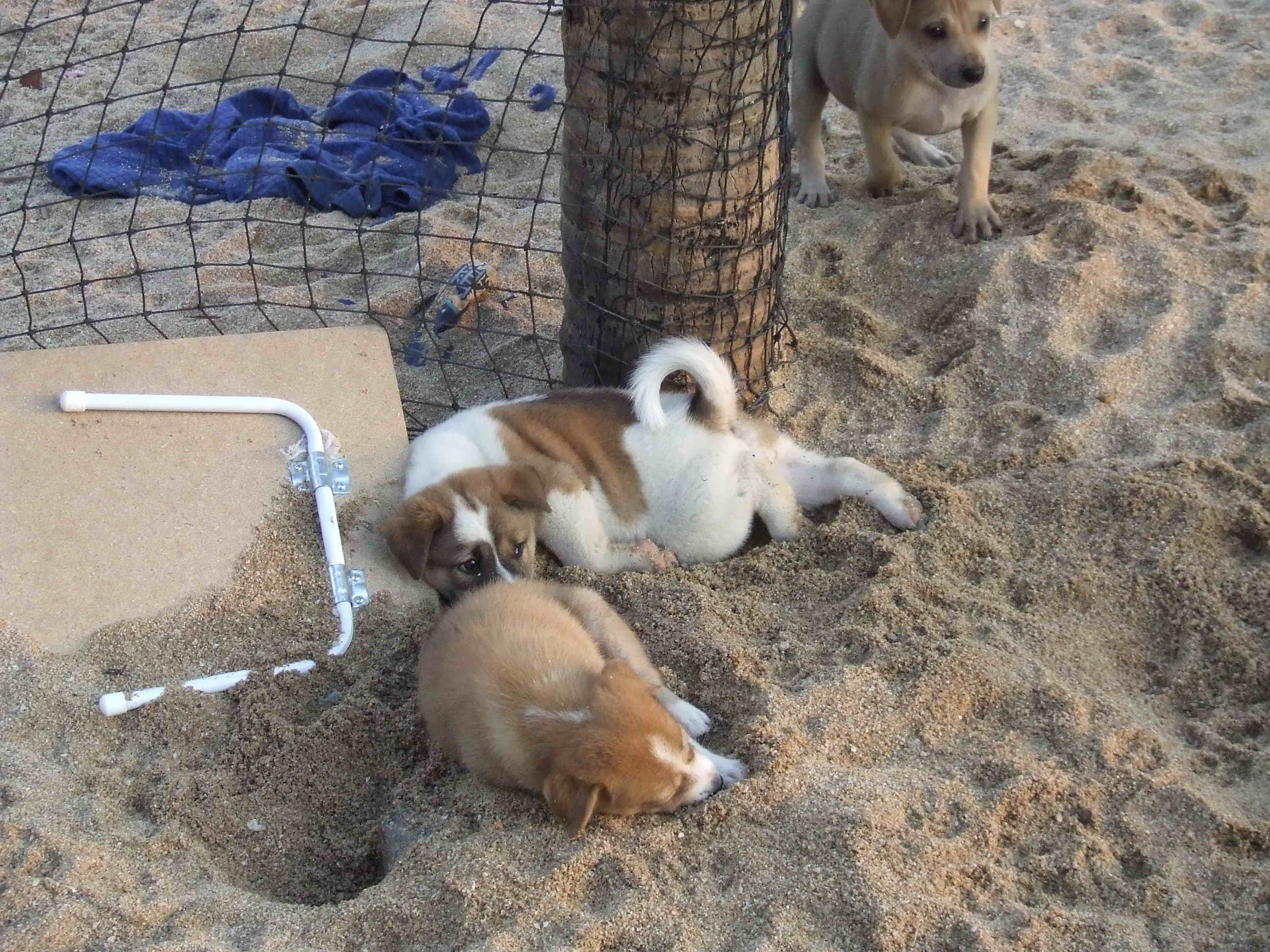 Бродячие псы захватили пляж Кратинлай в Паттайе