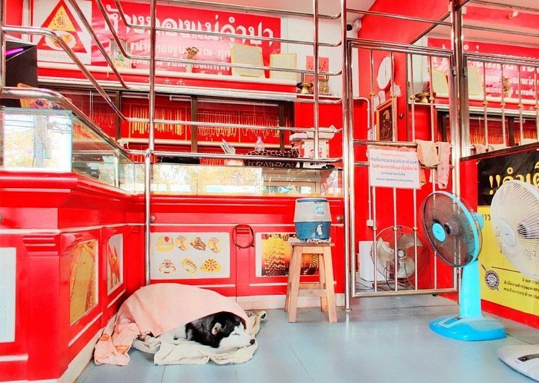 В Таиланде сторожевой пес проспал «ограбление» магазина своего хозяина