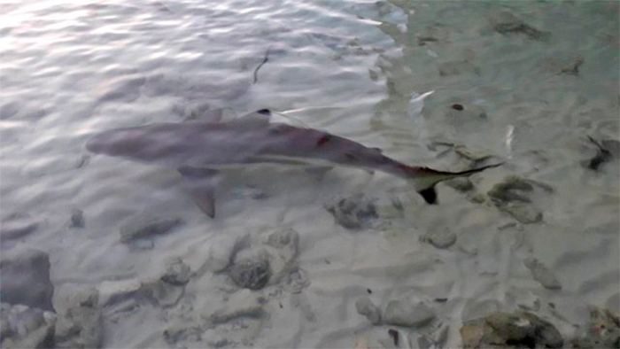Рифовые акулы приплывают к острову Ко Хонг на Краби