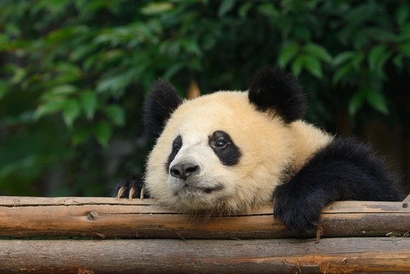 Панда в зоопарке Таиланда умерла от сердечной недостаточности