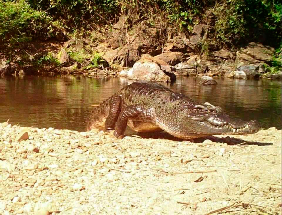 Сиамский крокодил на реке в Пхетчабури