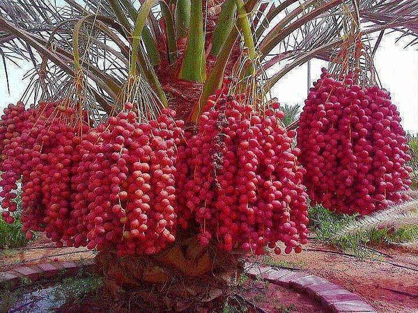 Генеалогическое дерево семейства Шнайдман – финиковая пальма
