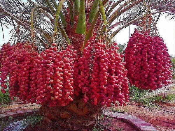 Генеалогическое дерево семейства Шнайдман – финиковая пальма