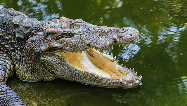 В Таиланде поймали крокодила, десять дней плававшего у берегов Пхукета