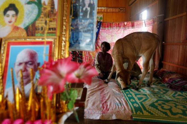 Пожилая женщина в Камбодже живет с теленком, считая его реикарнацией мужа