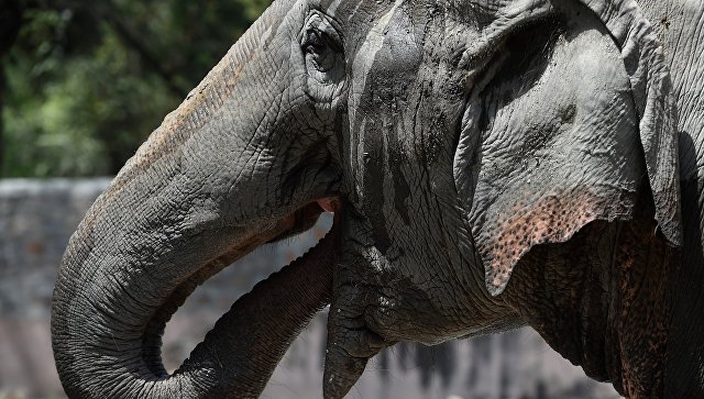В Таиланде водитель погиб из-за столкновения со слоном