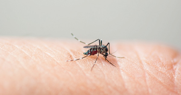 Врачи бьют тревогу из-за роста смертности от лихорадки денге