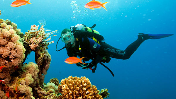 Тайские ученые решили спасти кораллы в бухте Майя Бэй с помощью суперклея