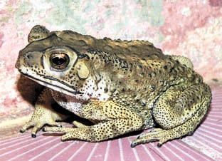 Туристы случайно привезли в Новосибирск в своем багаже жабу из Таиланда