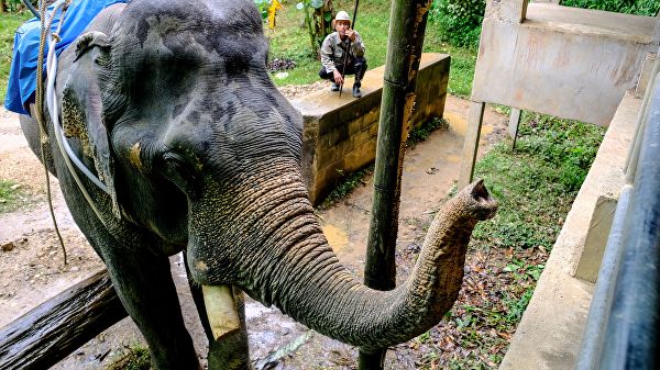 В Таиланде слон напал на двух туристов и погонщика