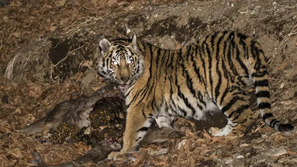 В Таиланд вернулись вымирающие тигры