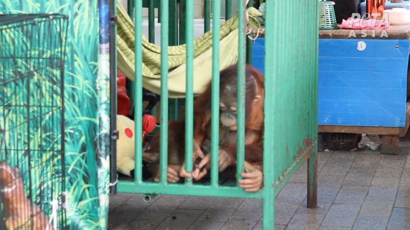 Ведущие туристические сайты перестали продавать билеты в тайский зоопарк из-за издевательств над животными