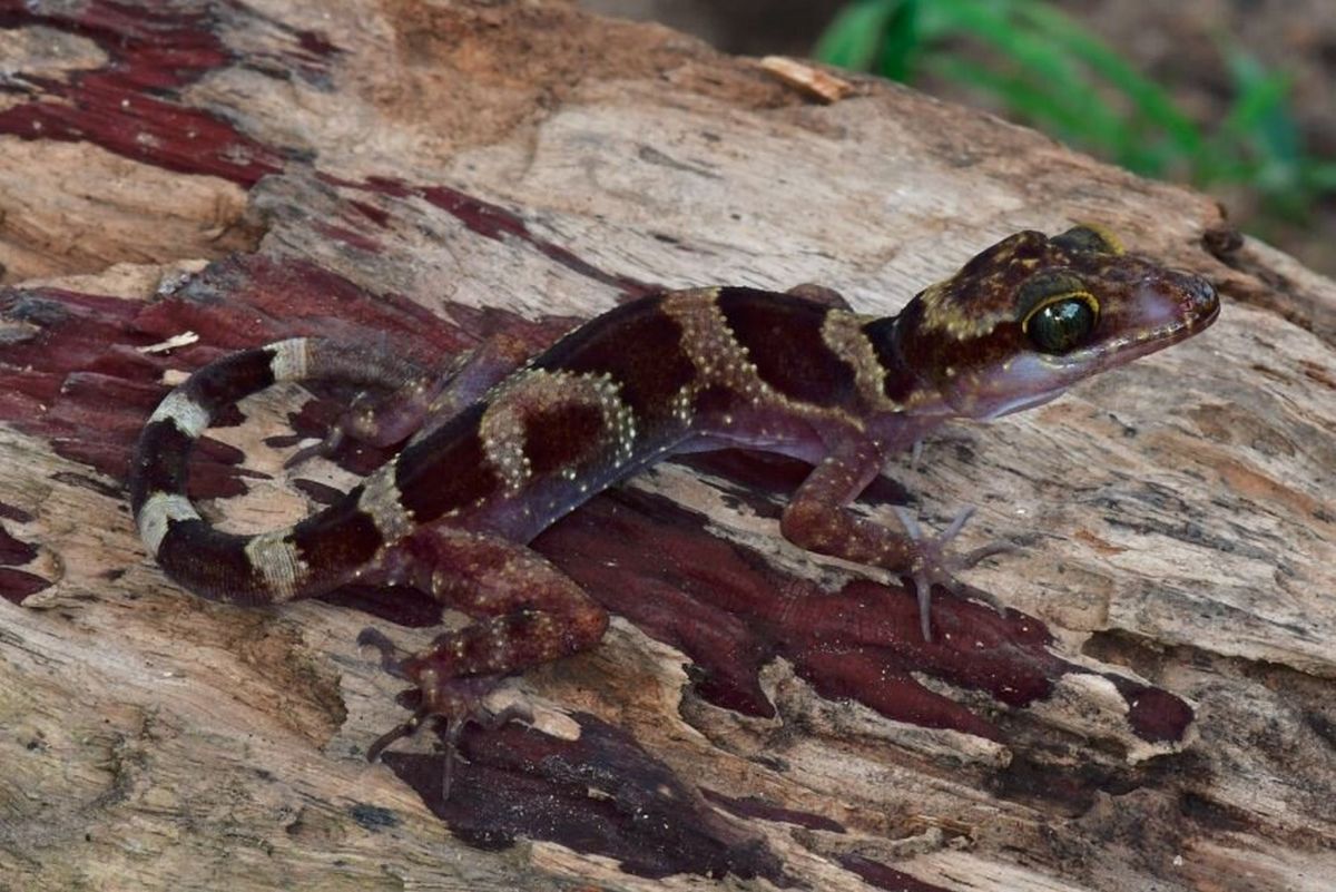 В Камбодже обнаружен новый вид геккона с гнутыми пальцами