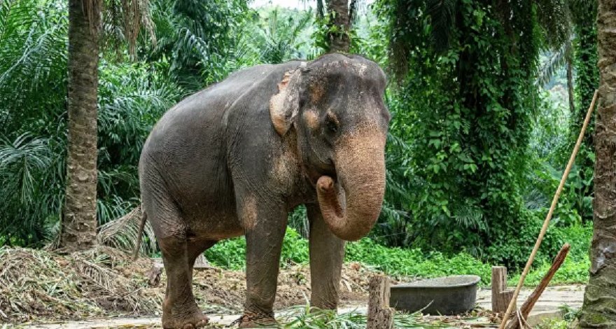 Слона, терроризировавшего фермеров в Таиланде смогли поймать