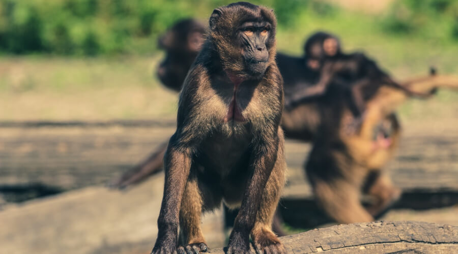 Жители Таиланда забаррикадировались дома из-за банды обезьян