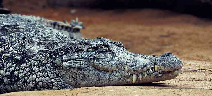 Домашние крокодилы съели двухлетнюю дочь своего хозяина