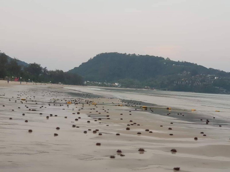 Сотни морских ежей на пляже в Патонге: специалисты ищут причину