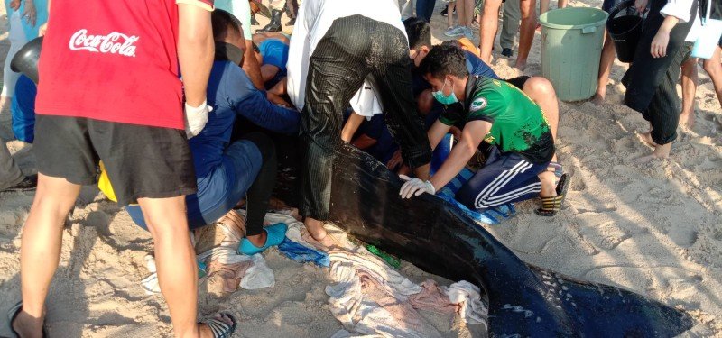 Раненого кашалота обнаружули в море у пляжа Банг-Тао