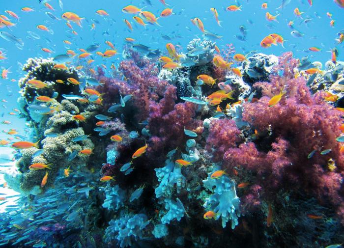 Таиланд запретил солнцезащитные кремы - они вредны для кораллов
