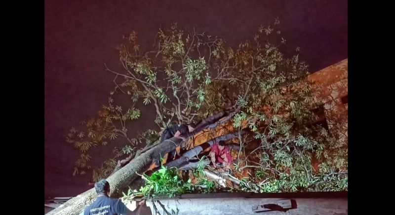 Жительница Карона не пострадала, когда дерево рухнуло на ее дом