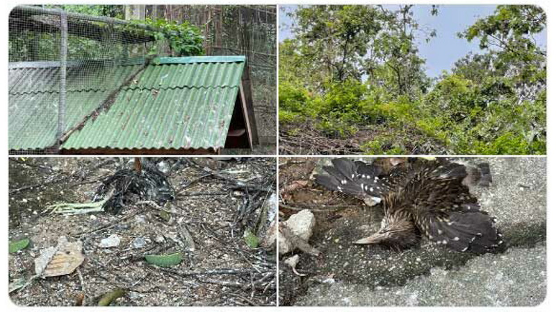 Руководство зоопарка провинции Чианг-Май отвергло обвинения в плохих условиях содержания животных