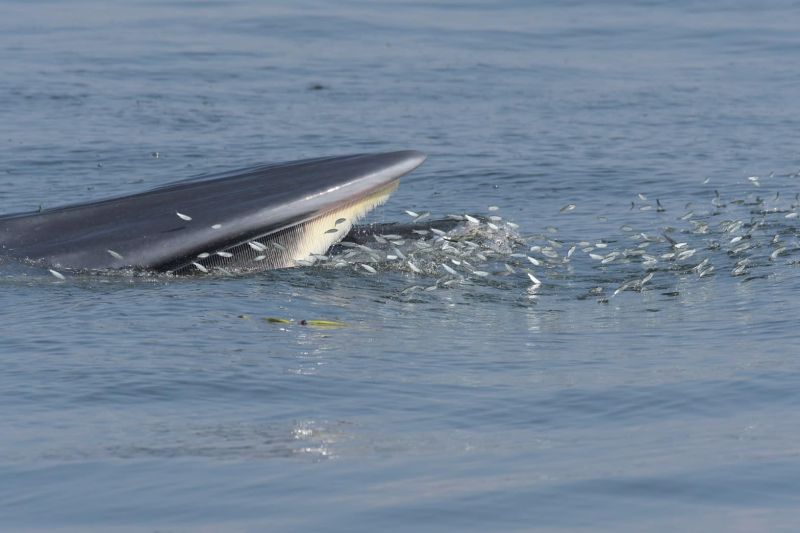 На севере Сиамского залива повстречали представителей трех видов морских млекопитающих