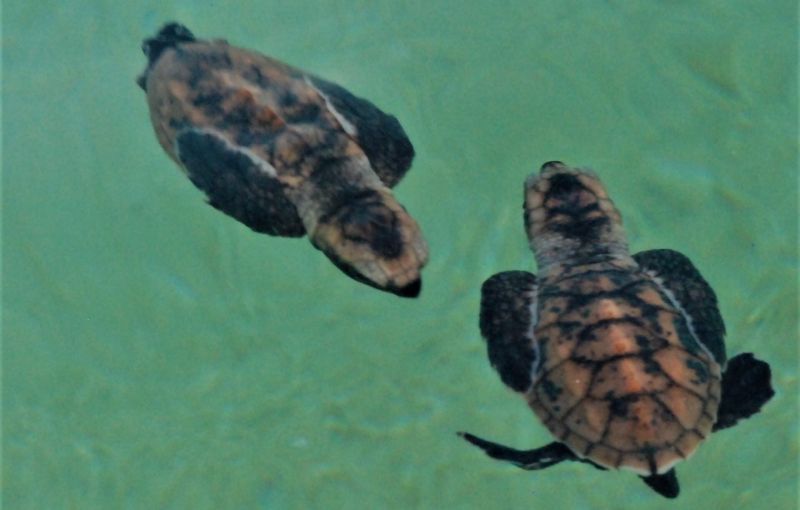 В национальном парке Mu Ko Surin National Park появились на свет 165 детенышей морской черепахи-биссы