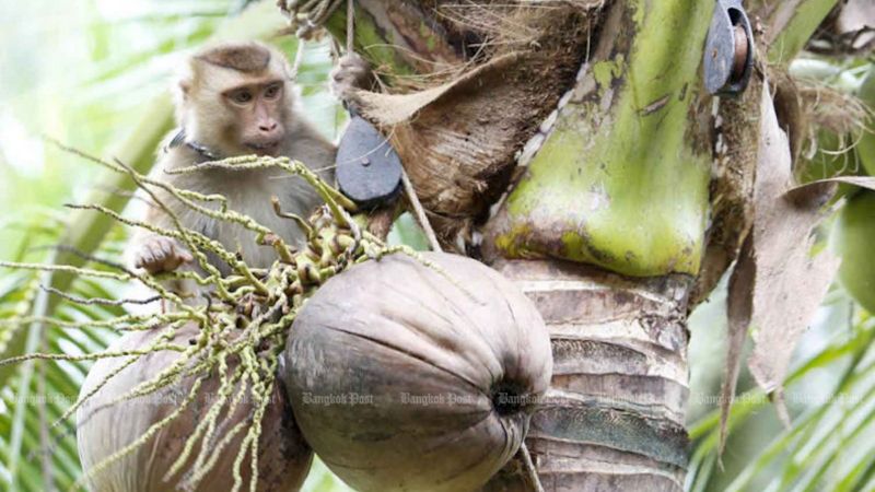 Продолжается кампания против использования труда обезьян на сборе кокосов в Таиланде