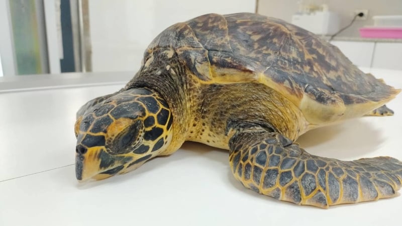 Спасенная на пляже в Патонге черепаха находится на грани полного исчезновения