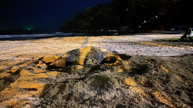 Морская кожистая черепаха приплыла на пляж Карон на Пхукете