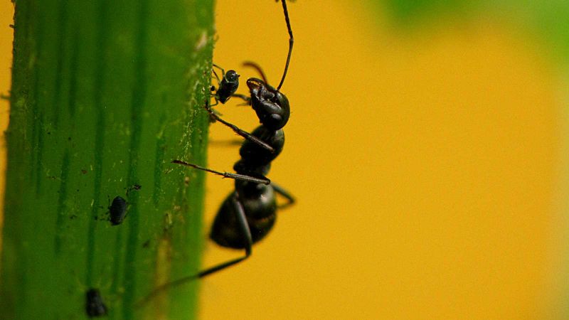 Каких муравьев можно встретить в Таиланде и чем они примечательны