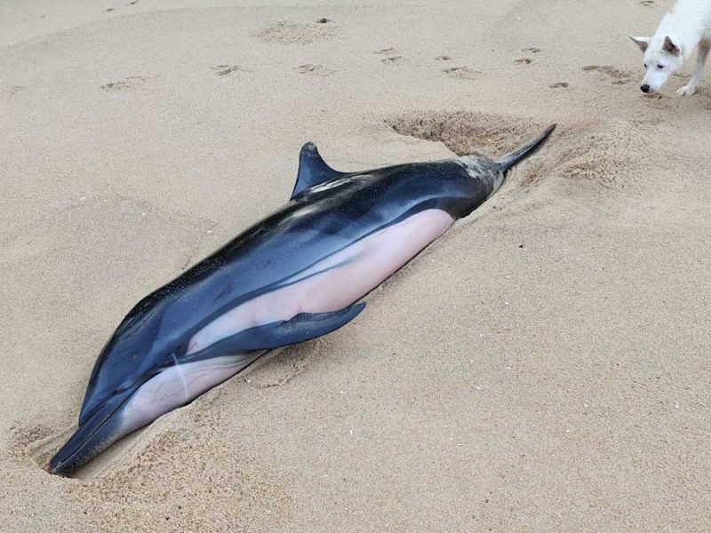 Базирующиеся на Пхукете морские биологи приняли на лечение раненого дельфина