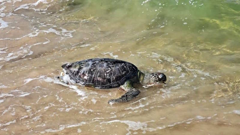 Отдыхающие в пхукетской Лагуне туристы неожиданно повстречали на пляже морскую черепаху