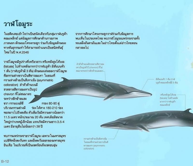 В акватории Пхукета произошла первая в Таиланде и, вероятно, первая в мире встреча человека с белым китом Омуры