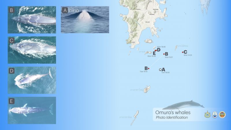 Пять китов Омуры идентифицированы в заливе Пханг-Нга