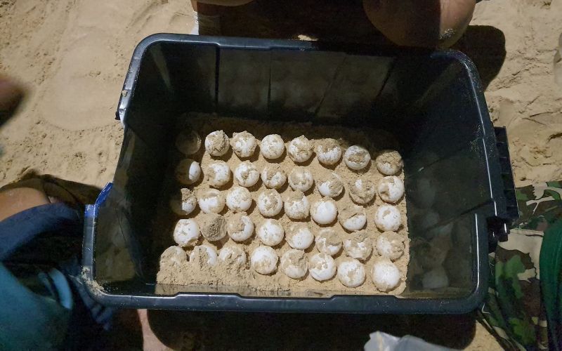 На пляже Тхай-Мыанг в одноименном районе провинции Пханг-Нга обнаружили новую кладку яиц морской черепахи