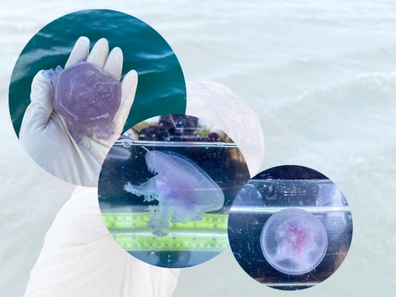 Сотрудники Департамента морских и природных ресурсов (DMCR) обнаружили медуз вида Cephea в акватории Пхукета