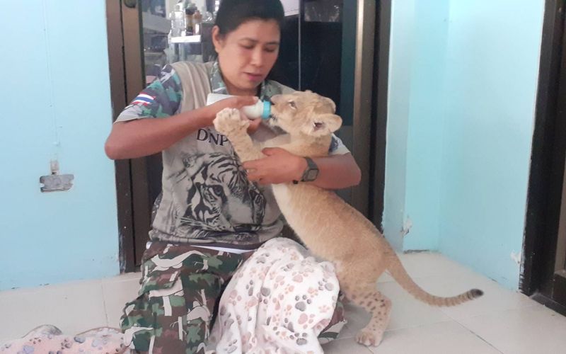 В провинции Супханбури изъяли  львенка у гражданки Китая, которая незаконно приобрела его