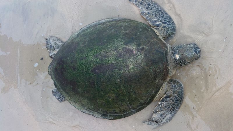 Шестая за три дня морская черепаха была обнаружена на побережье Пхукета и передана специалистам