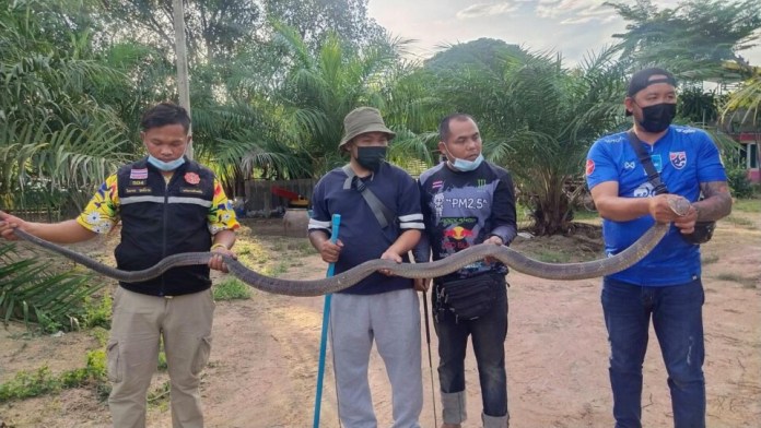 Королевская кобра поймана местными жителями в Бан Буэне