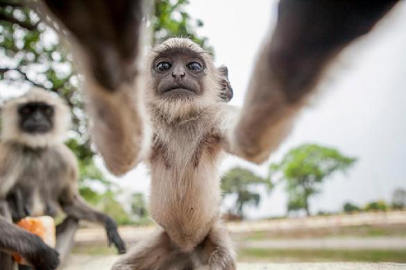 В Таиланде банда обезьян столкнула в пропасть туриста