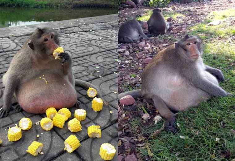 В Таиланде туристы довели макаку до ожирения