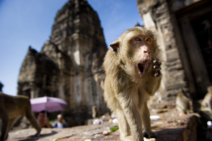 В Таиланде 3,5 тыс. обезьян обрушили экономику города Лопбури