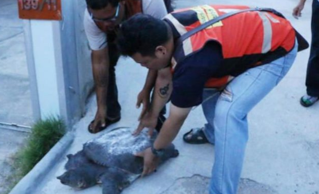 Черепаха пришла за помощью к людям в Таиланде