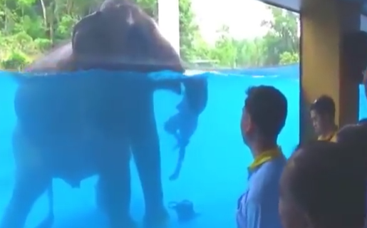 Подводное шоу слонов в зоопарке Кхао Кхео