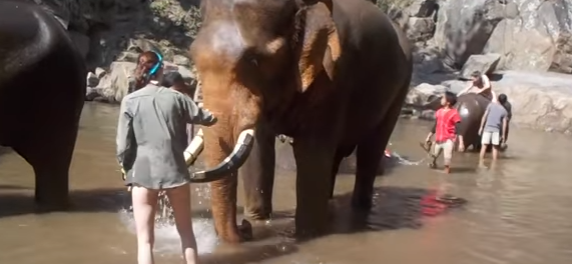 В Таиланде слон едва не убил надоедливую туристку