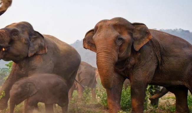Слоны вышли на массовый протест в Таиланде