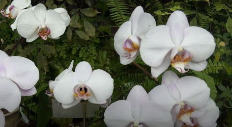 У томичек отобрали 15 орхидей, привезенных из Таиланда