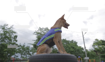 Улицы Таиланда будет охранять собачий патруль