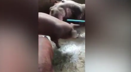 Отвратительных свиней-мутантов выращивают на ферме в Камбодже